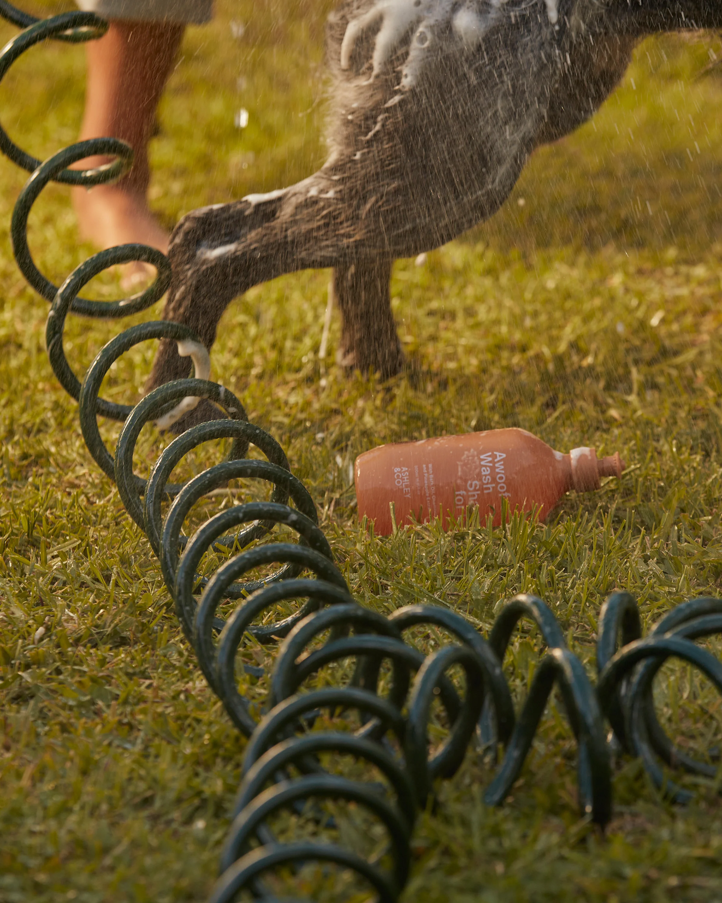 Awoof Wash Dog Shampoo - Image 4