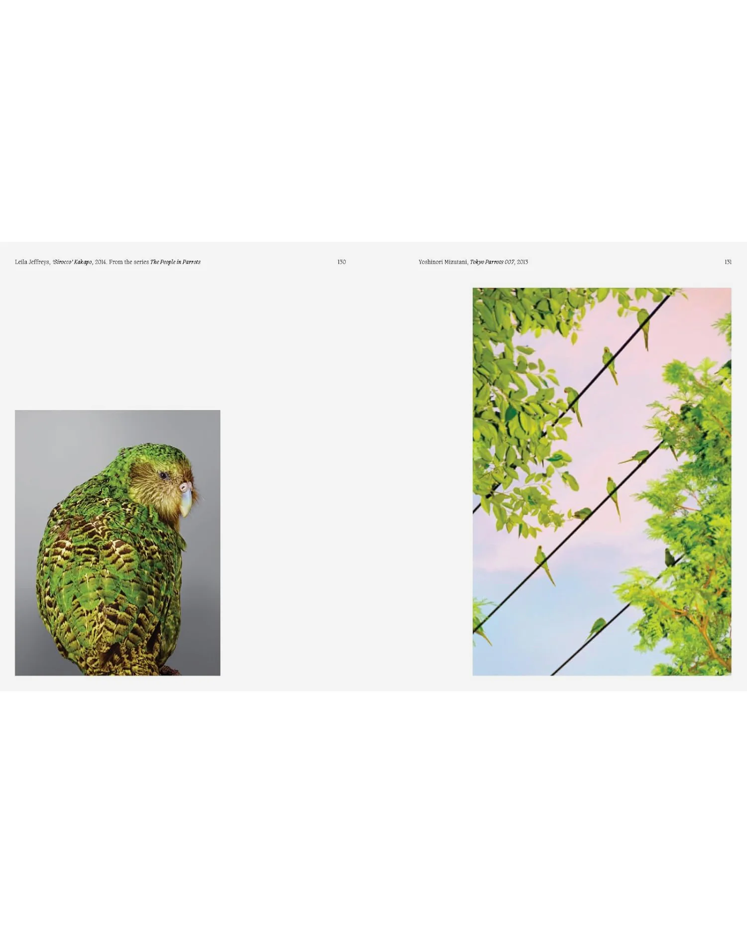 Aviary - Image 2