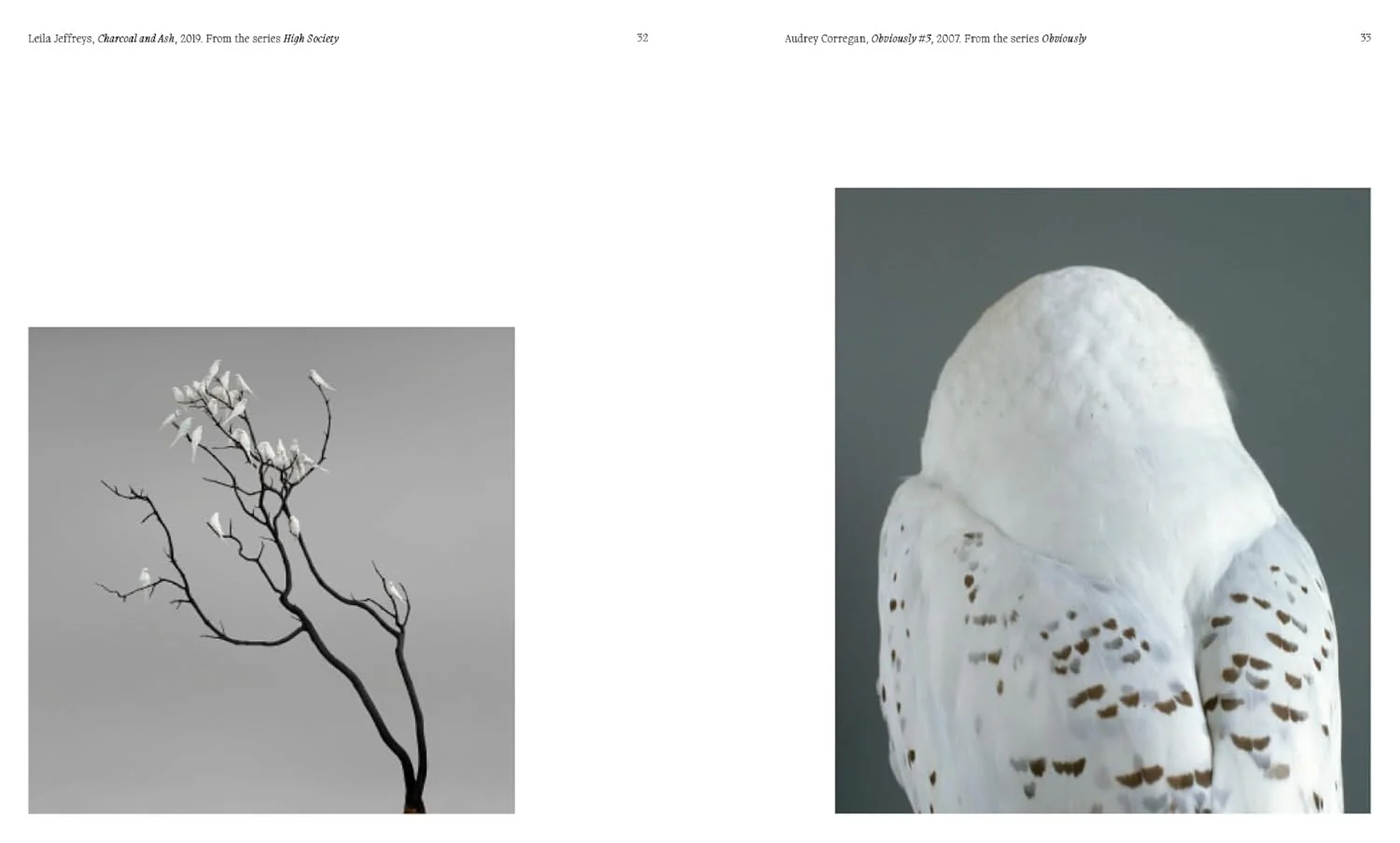 Aviary - Image 3