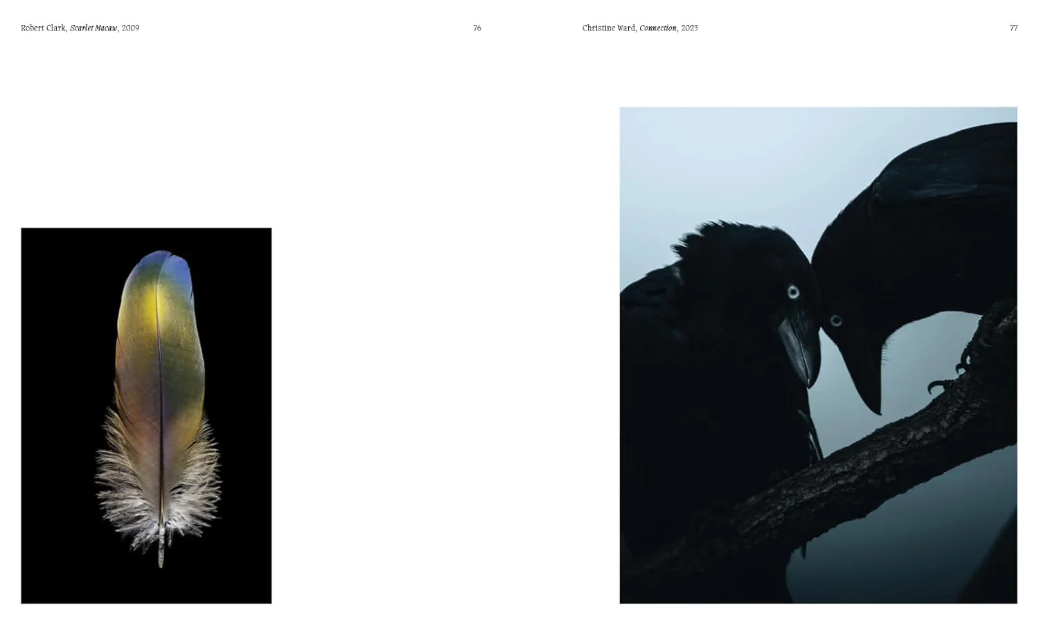 Aviary - Image 6