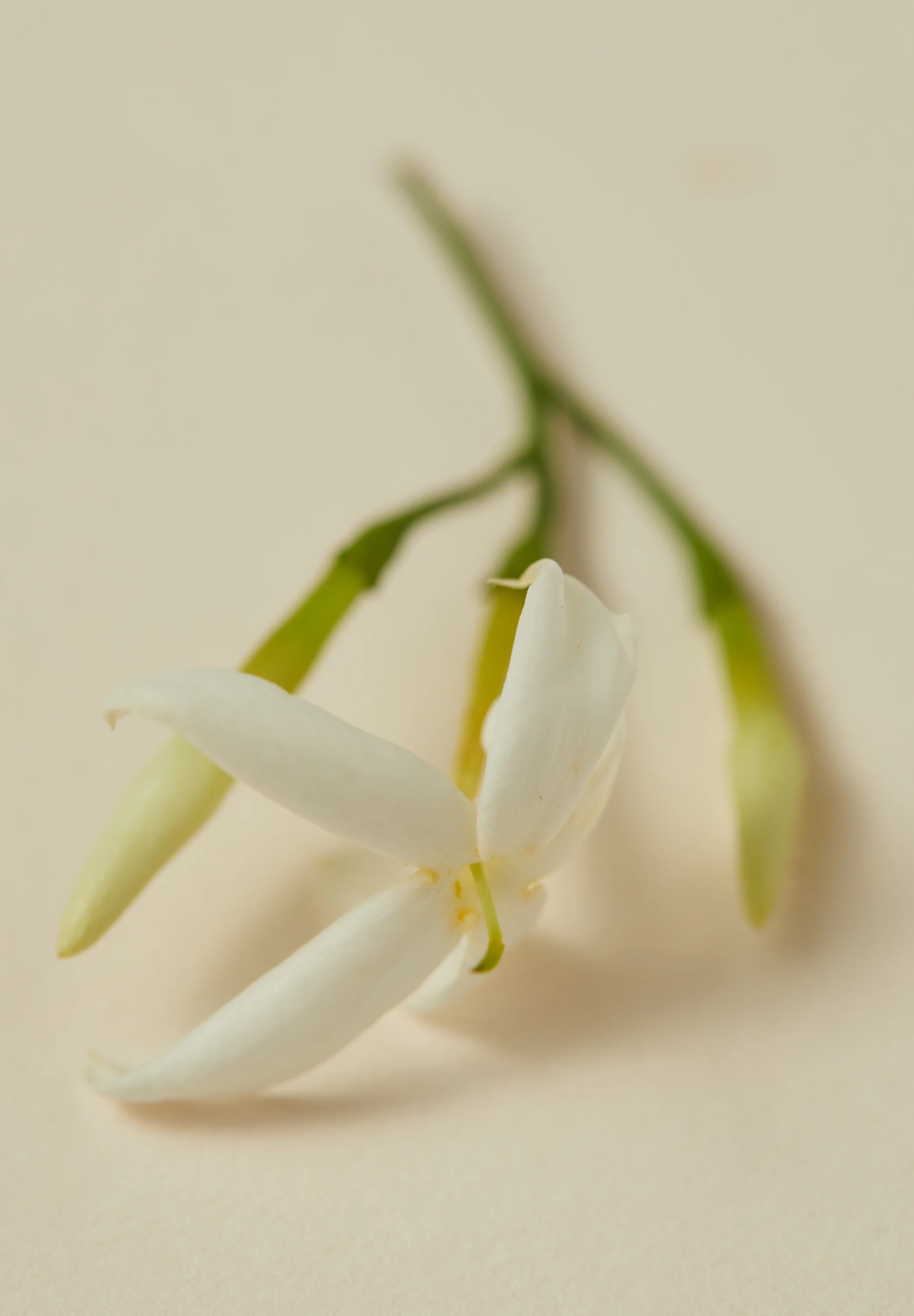 Natural Perfume Oil - Souq - Image 5