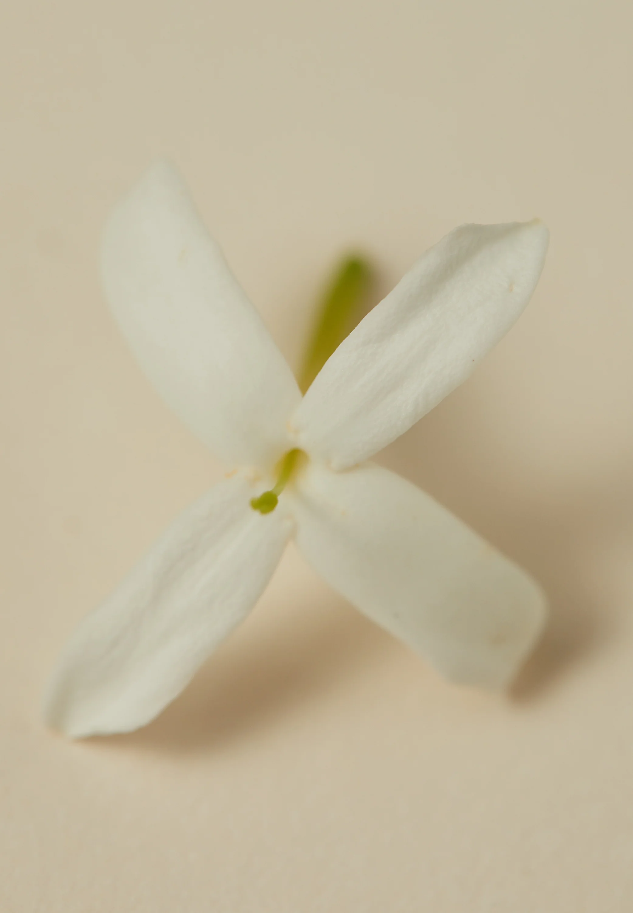 Natural Perfume Oil - Souq - Image 6