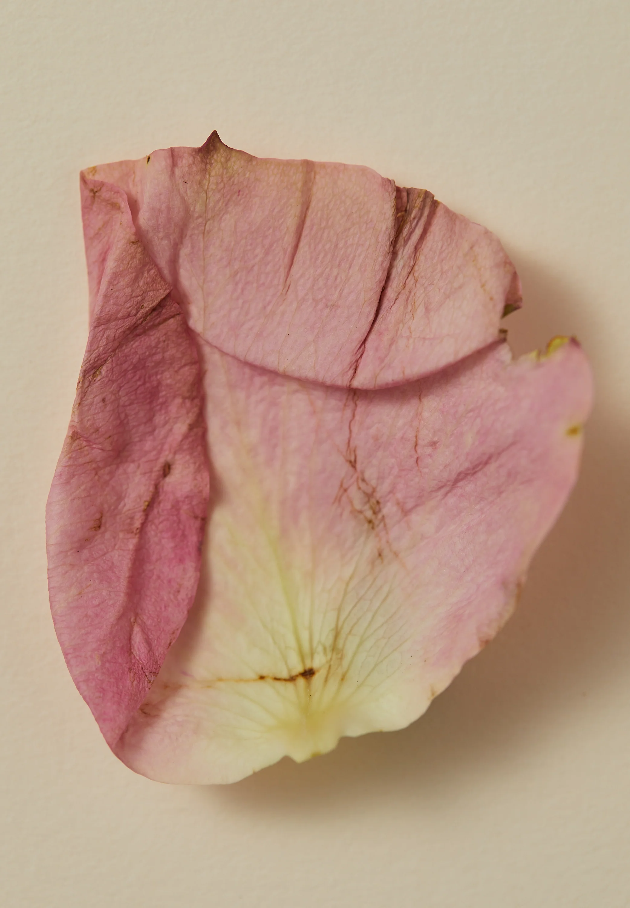 Natural Perfume Oil - Souq - Image 7