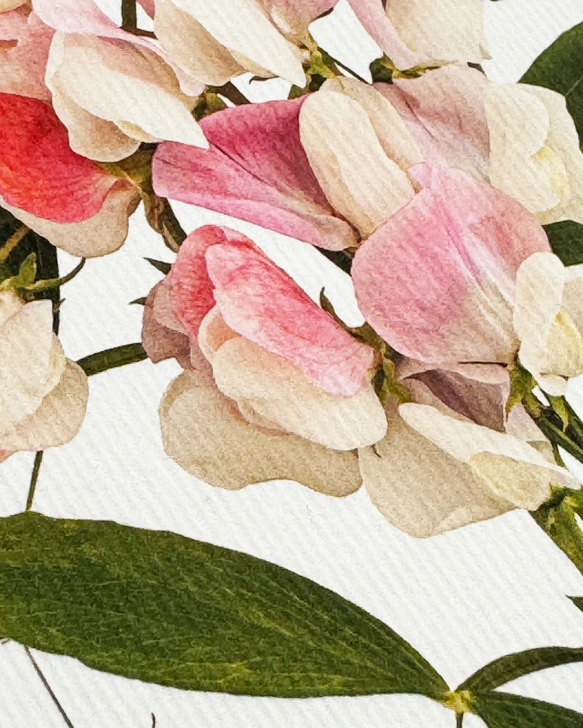 Card - Pink Sweet Peas - Image 2