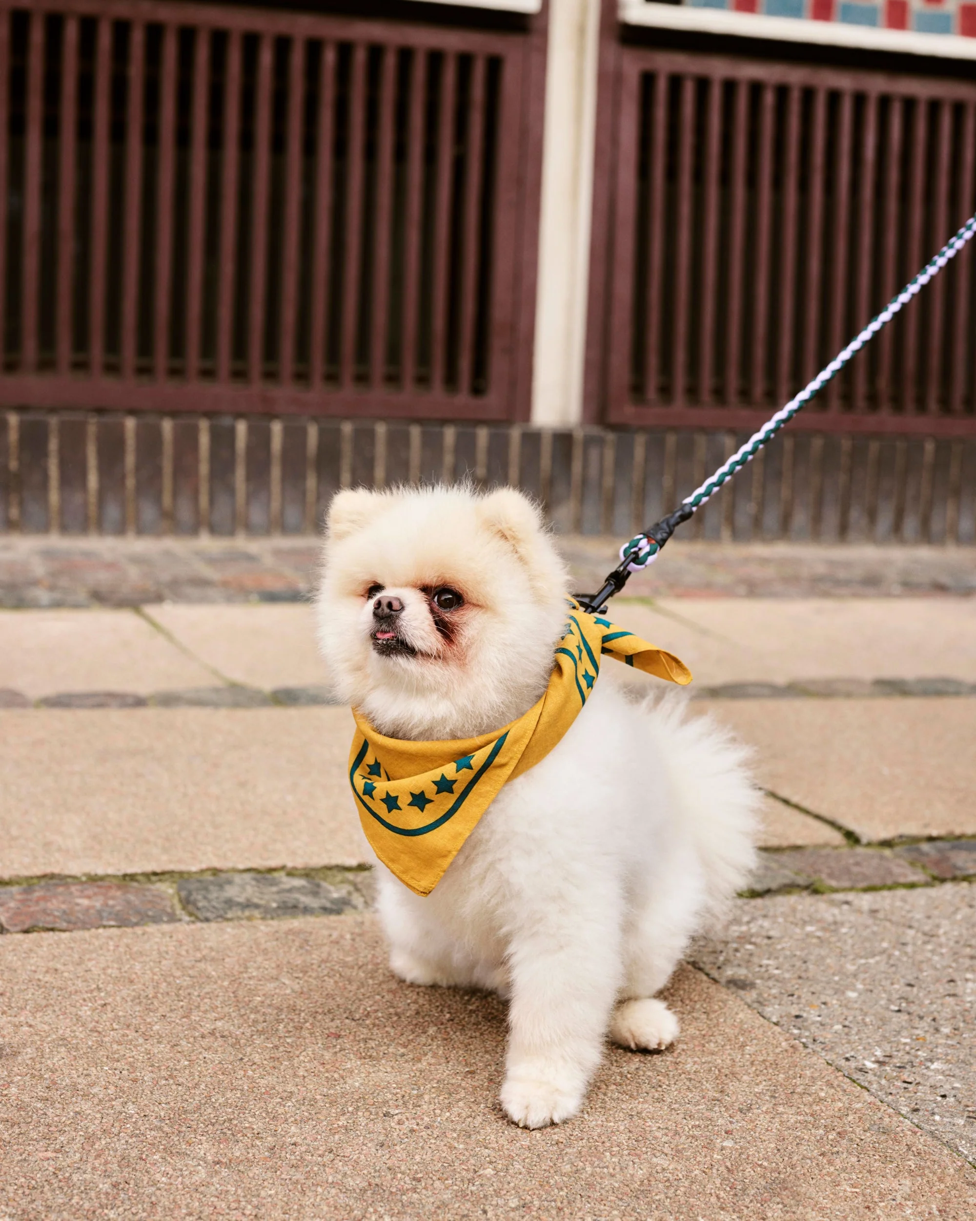 Braided Dog Leash - Lavender & Green - Image 2
