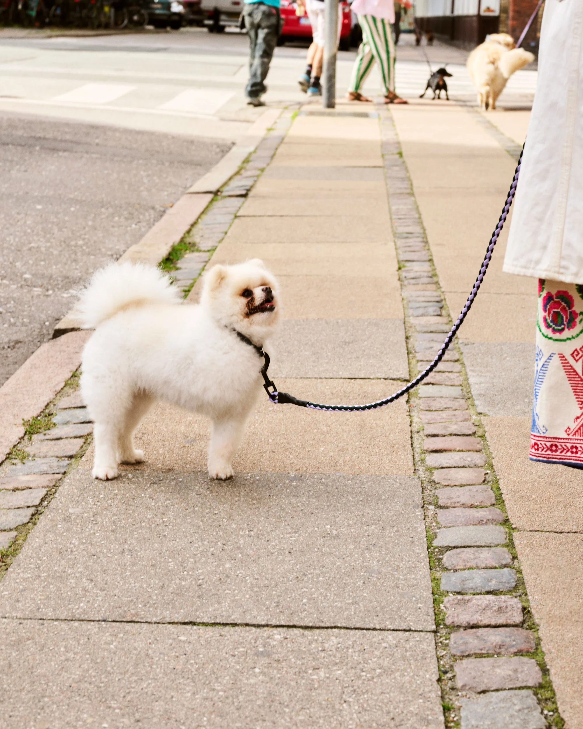 Braided Dog Leash - Black & White - Image 2