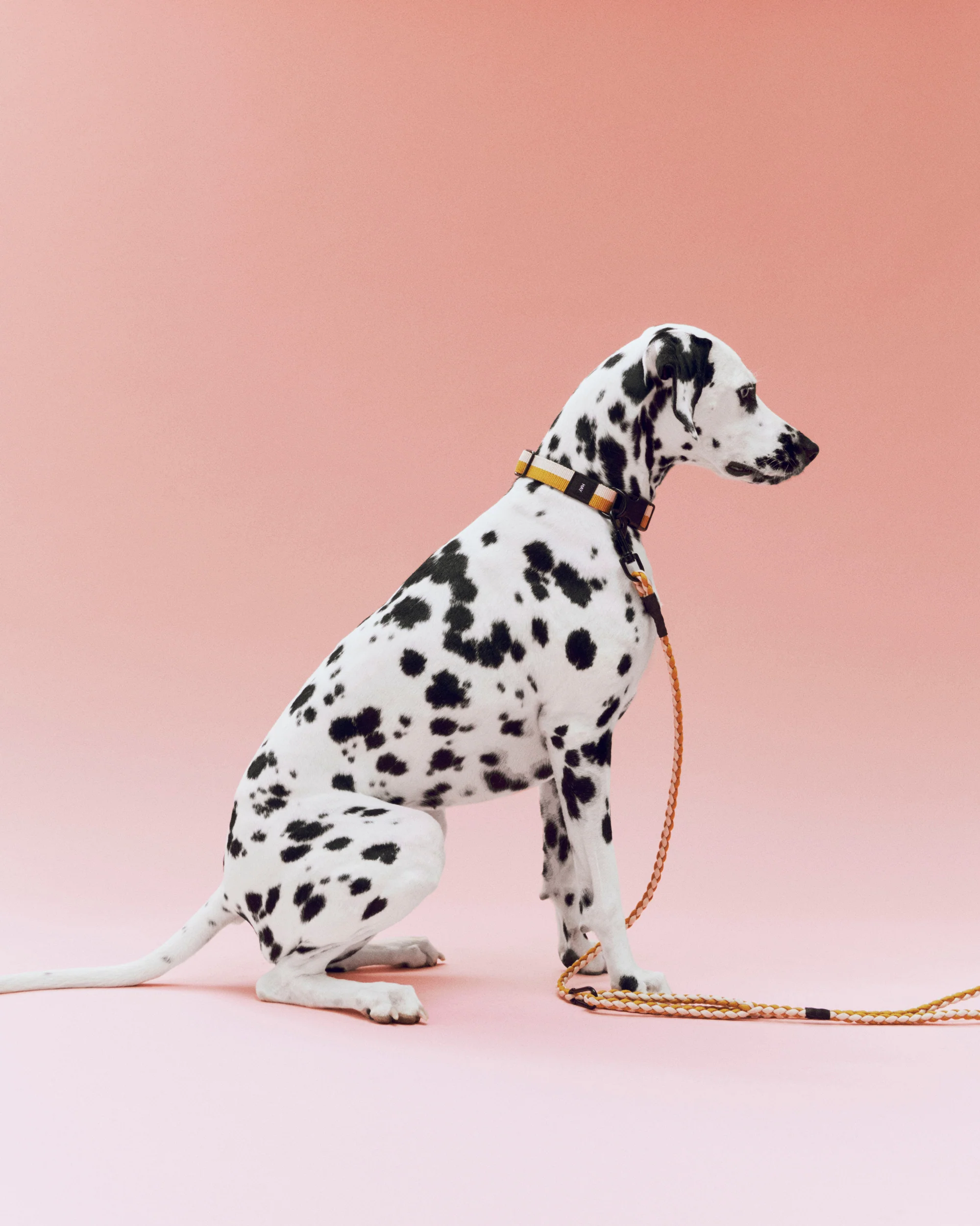 Braided Dog Leash - Yellow & White - Image 2