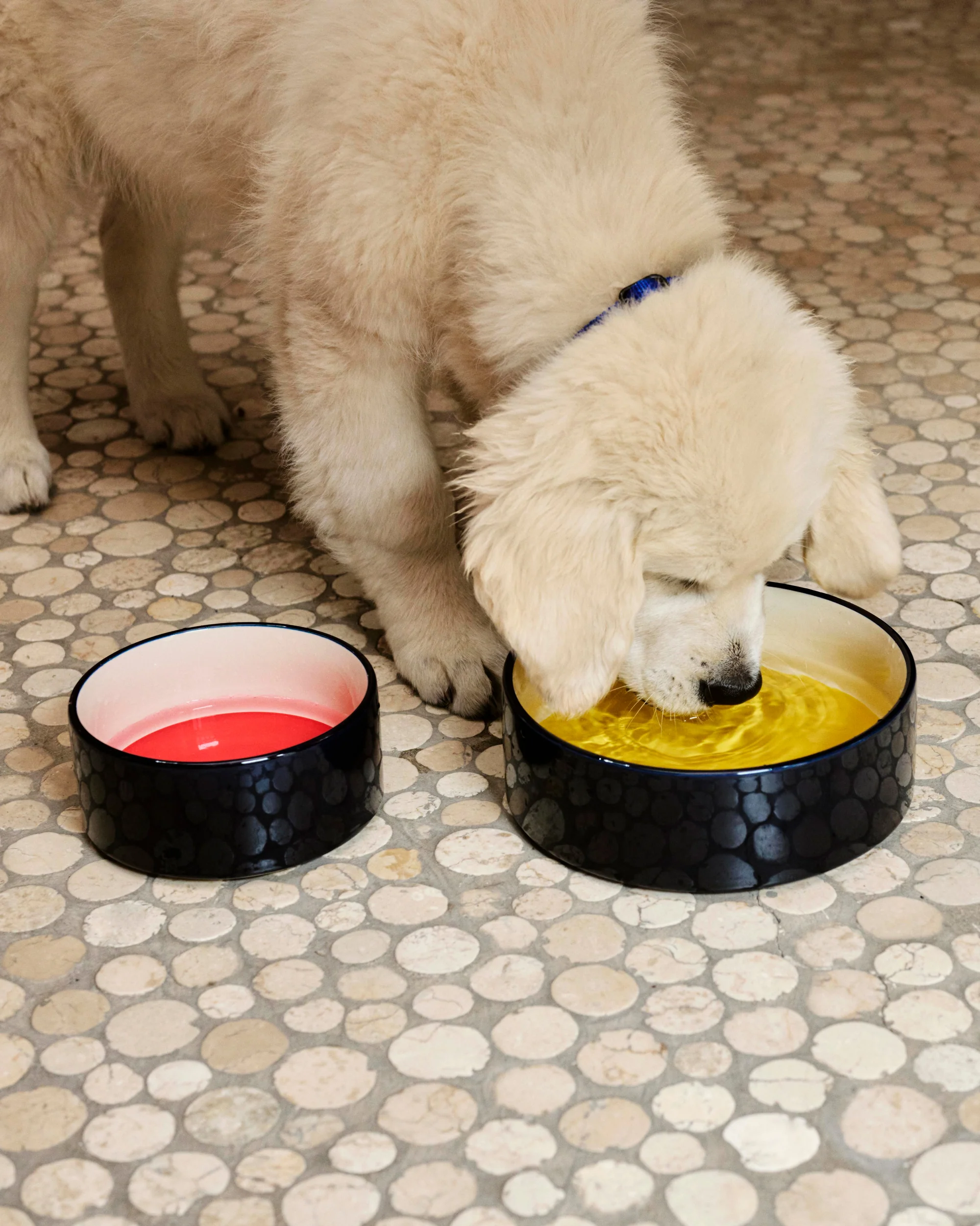 Dog Bowl - Navy - Image 2