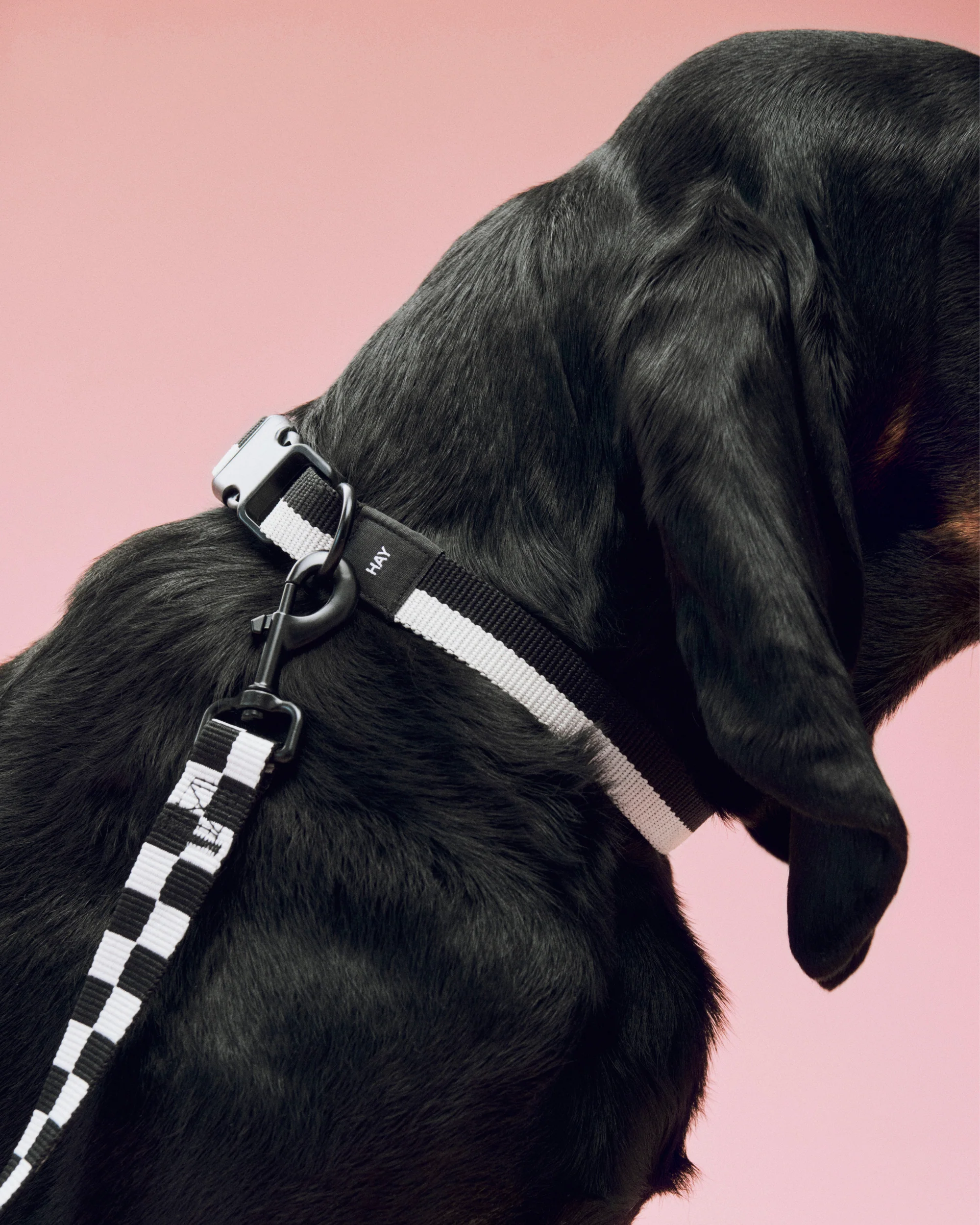 Two Tone Dog Collar - Black & White - Image 3