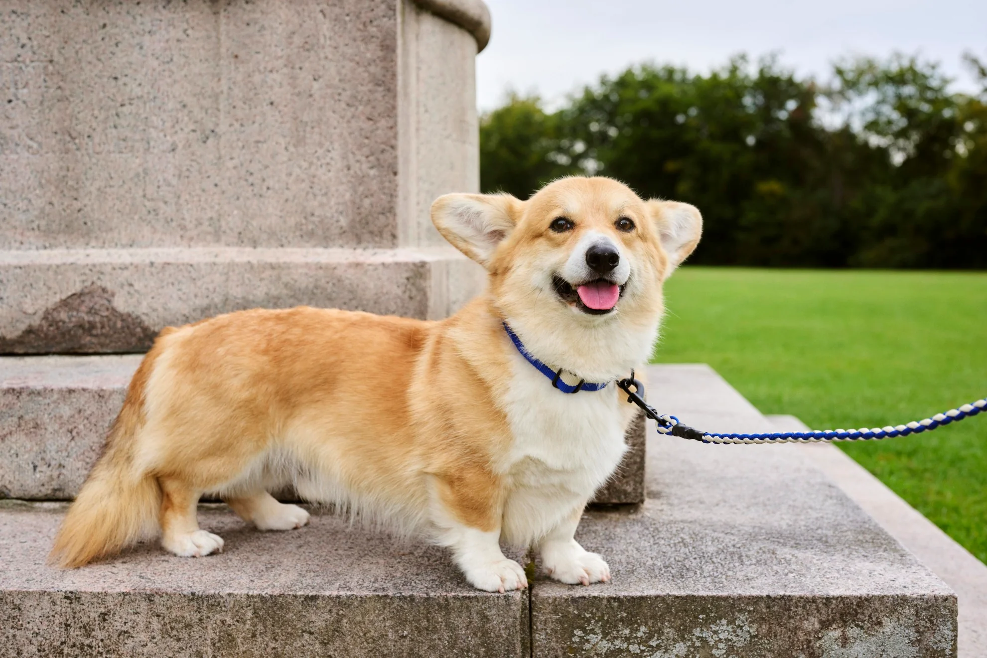Two Tone Dog Collar - Blue & White - Image 3