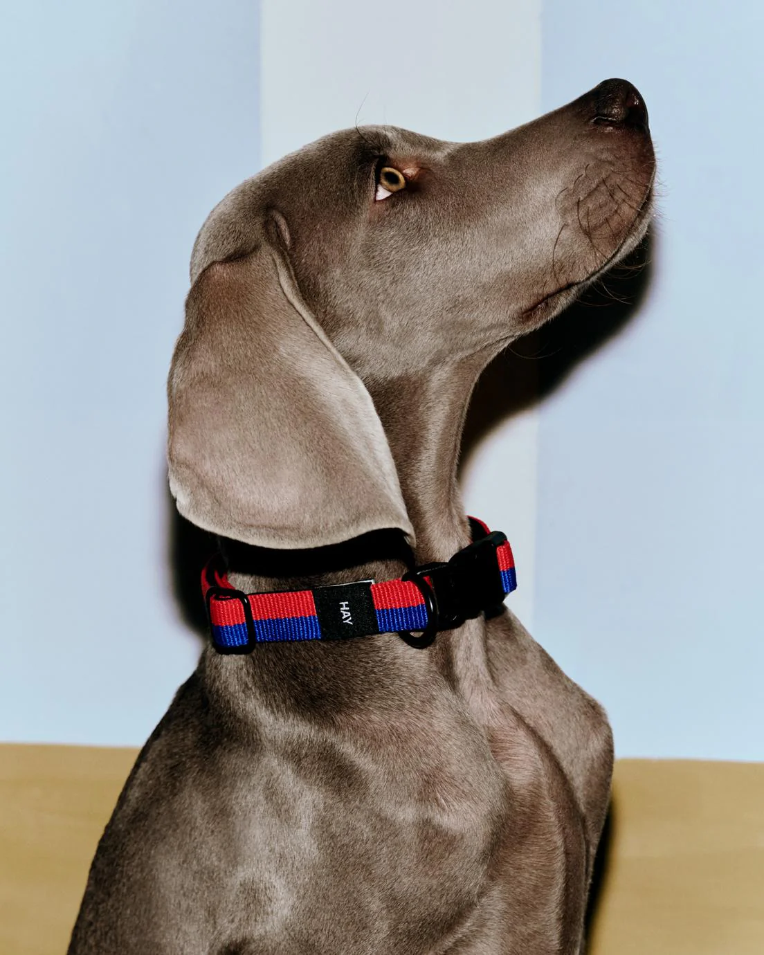 Two Tone Dog Collar - Red & Blue - Image 2