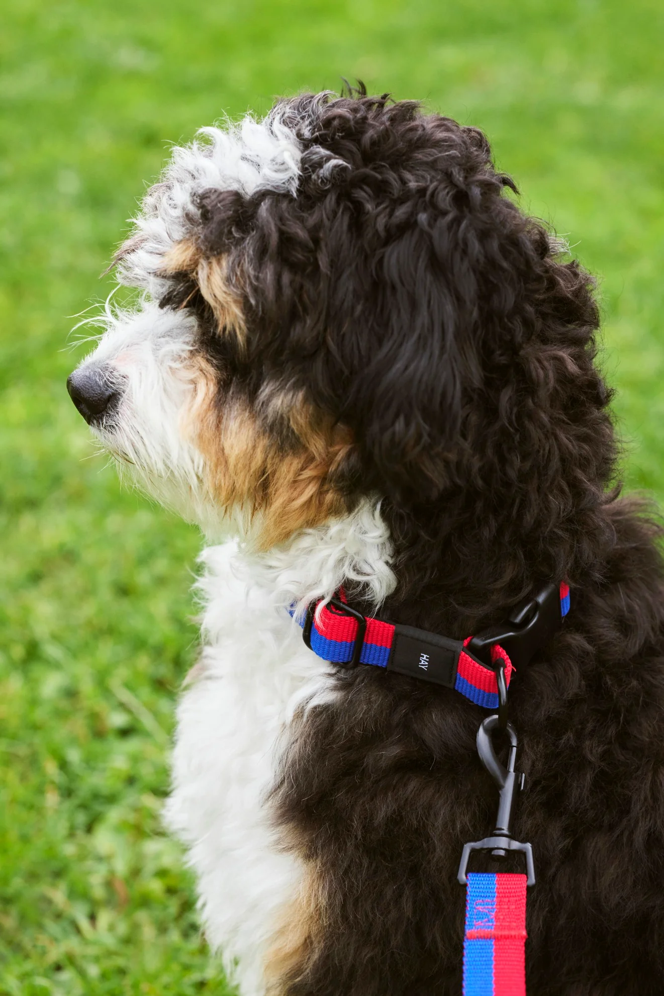 Two Tone Dog Collar - Red & Blue - Image 3