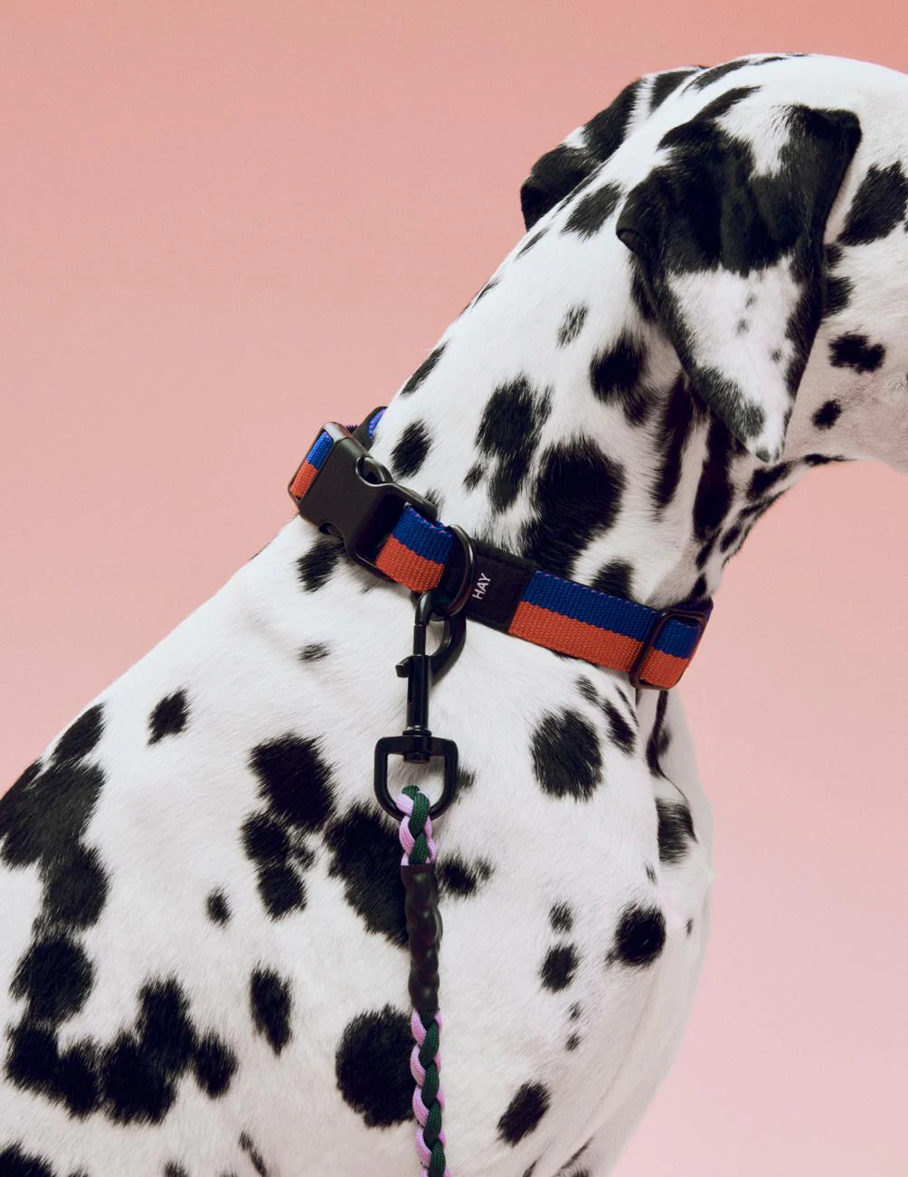 Two Tone Dog Collar - Red & Blue - Image 5
