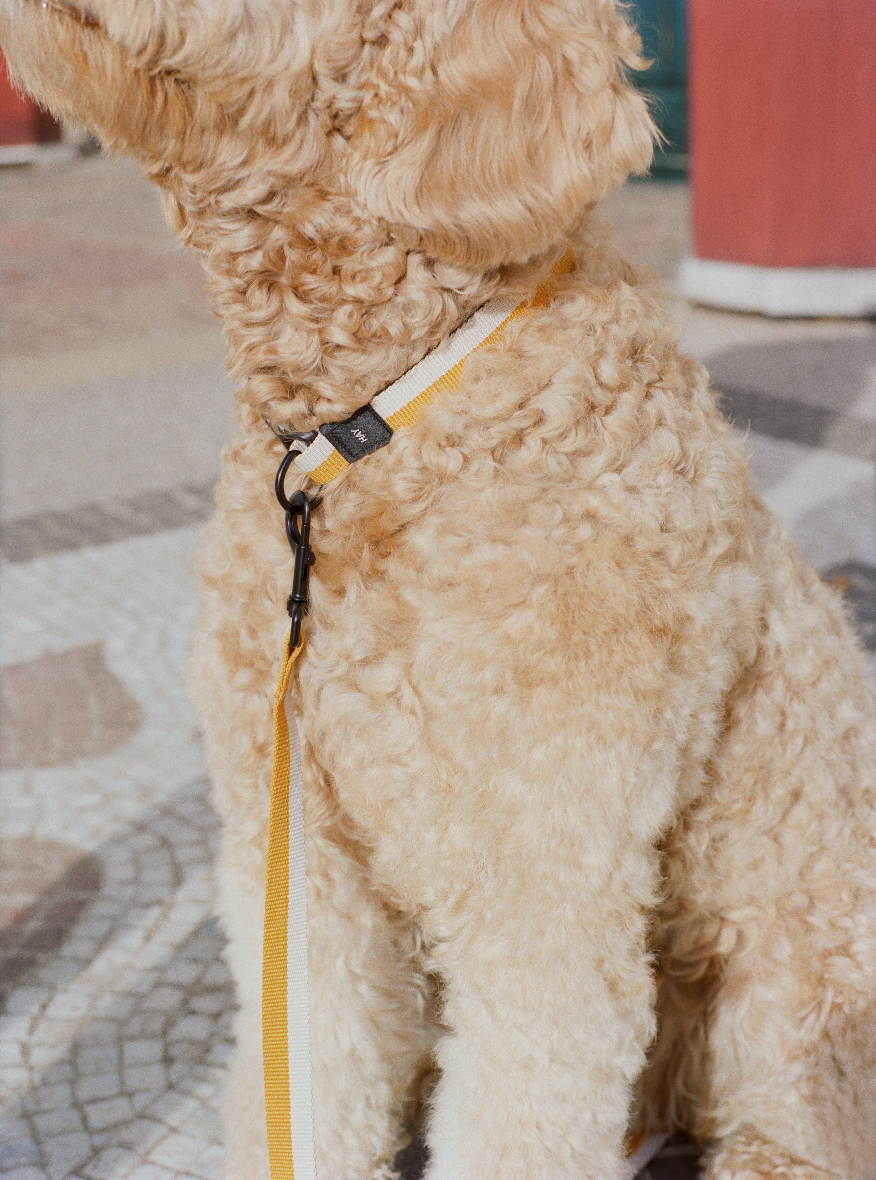 Two Tone Dog Collar - Yellow & White - Image 3