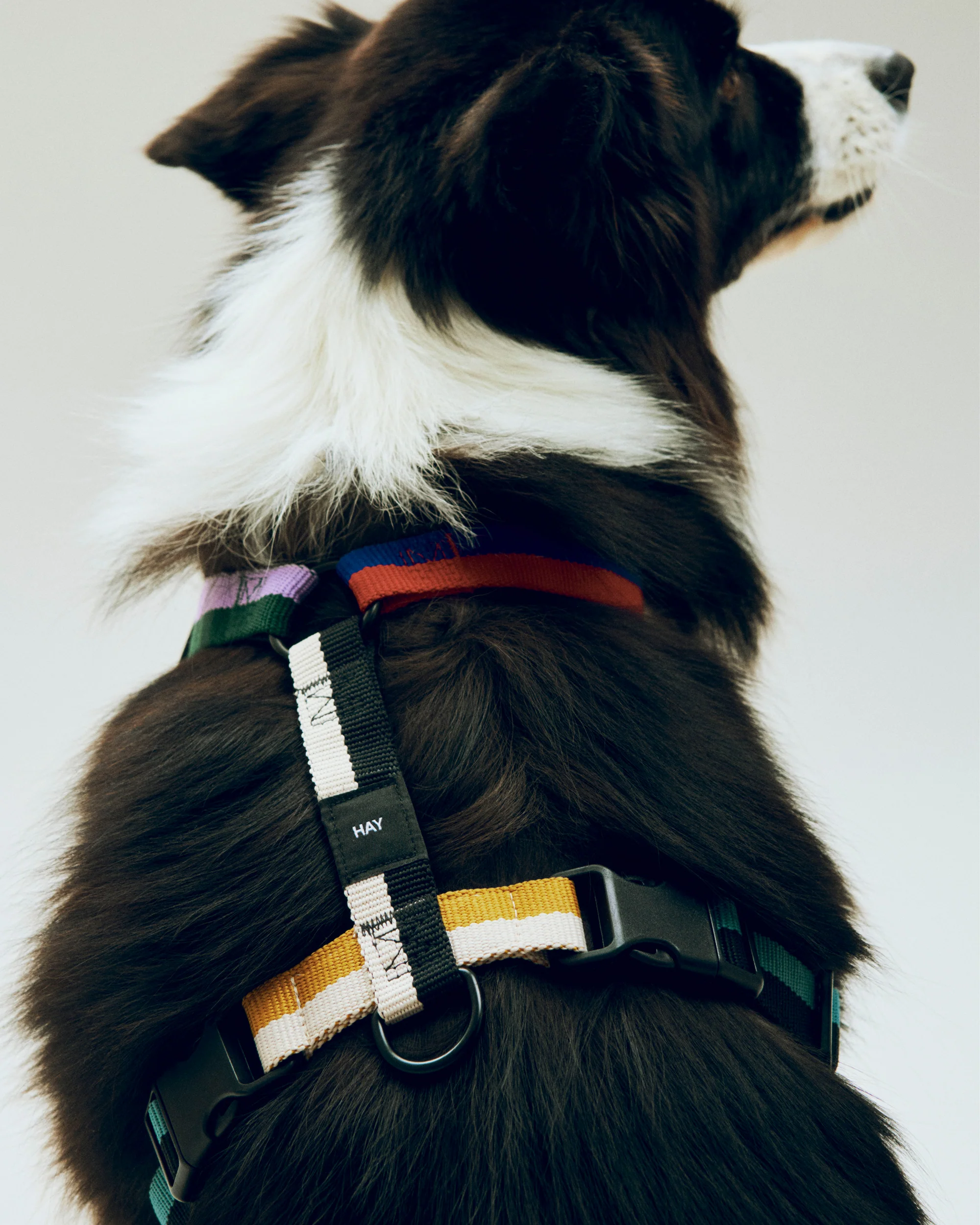 Dog Harness - Multicolour - Image 2