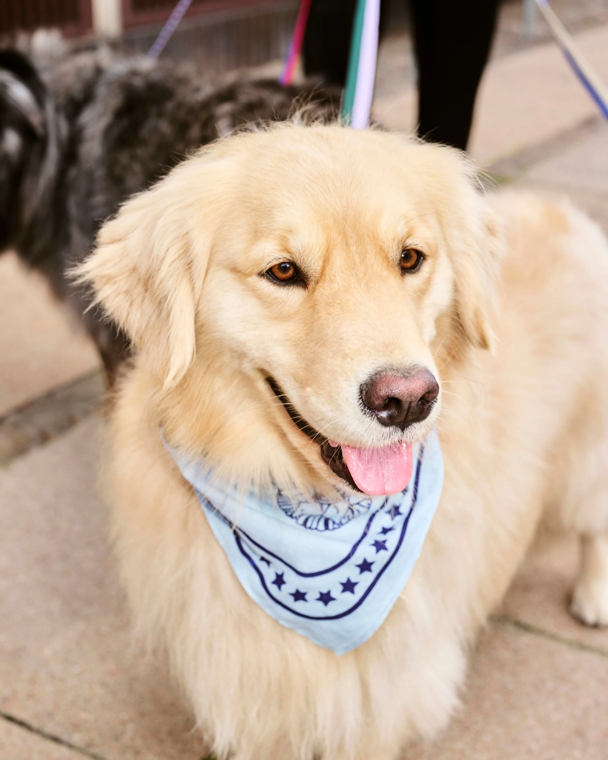 Dog Scarf - Blue - Image 2