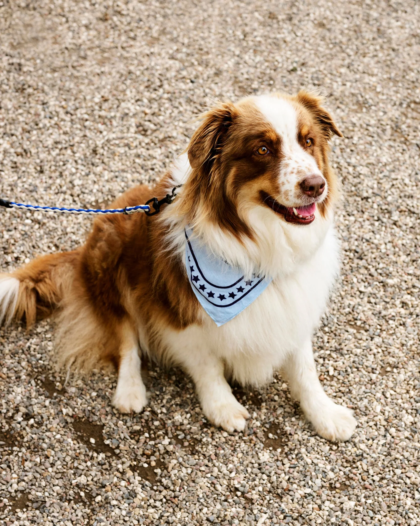 Dog Scarf - Blue - Image 3