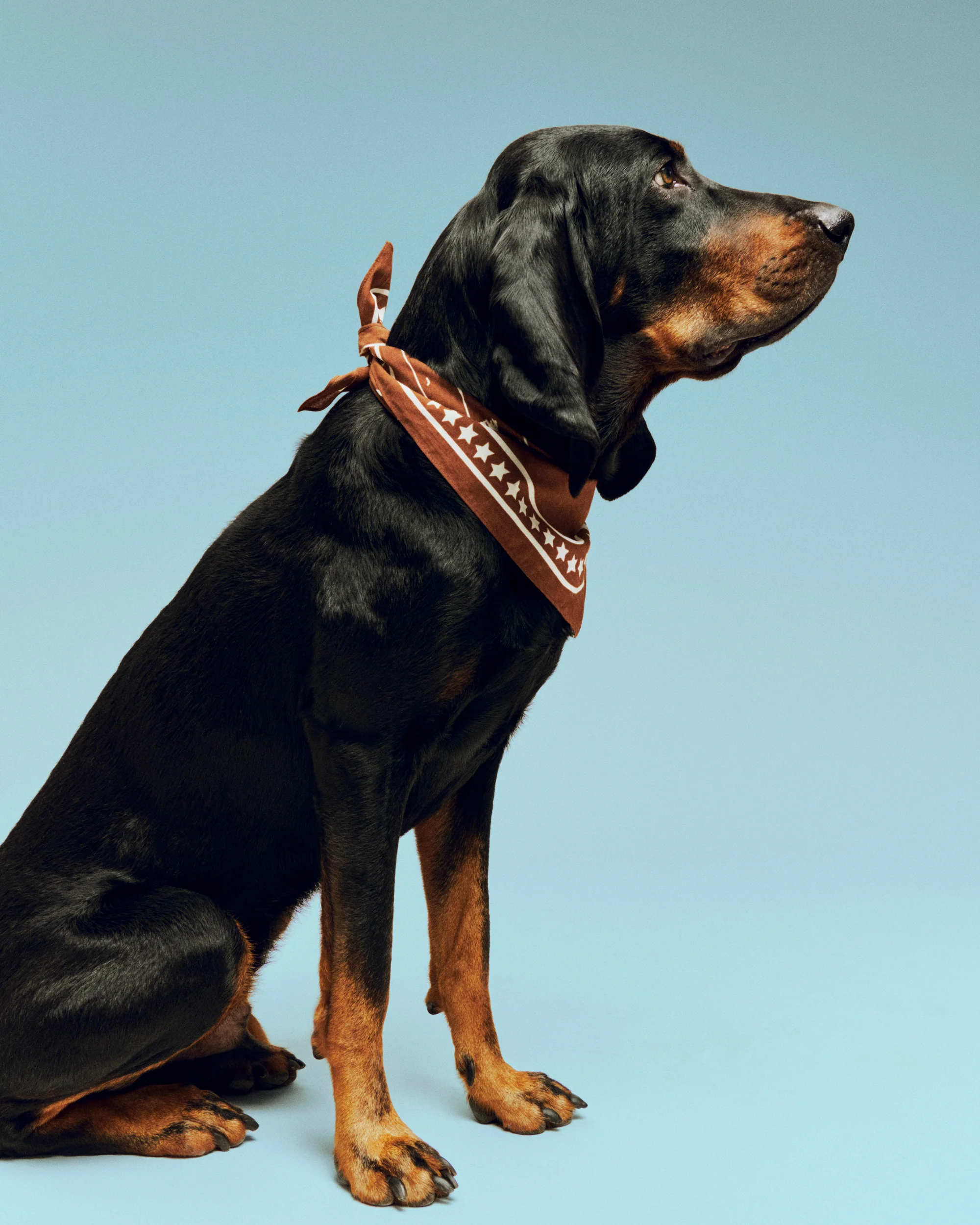 Dog Scarf - Brown - Image 2