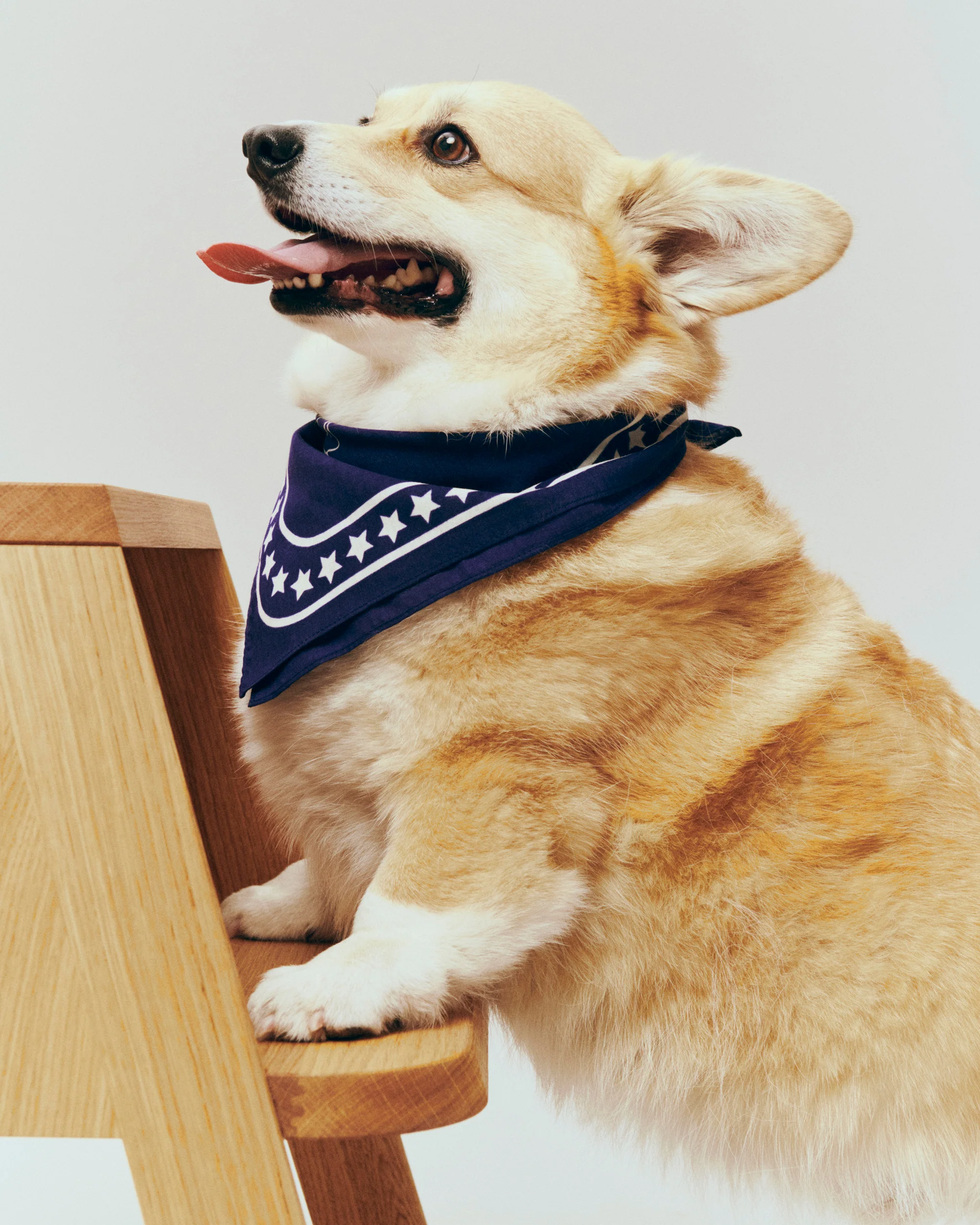 Dog Scarf - Navy - Image 2