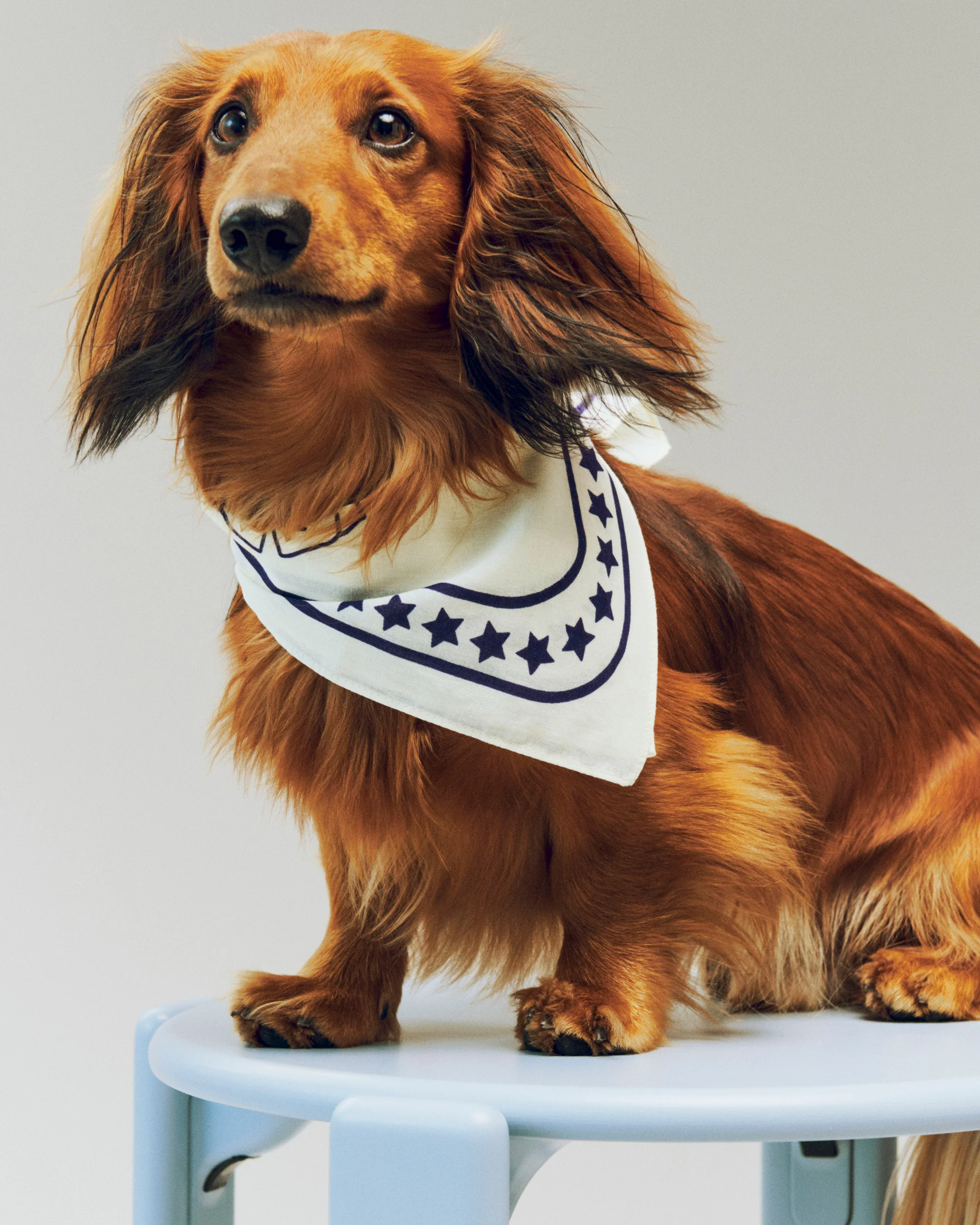 Dog Scarf - Off-White - Image 2