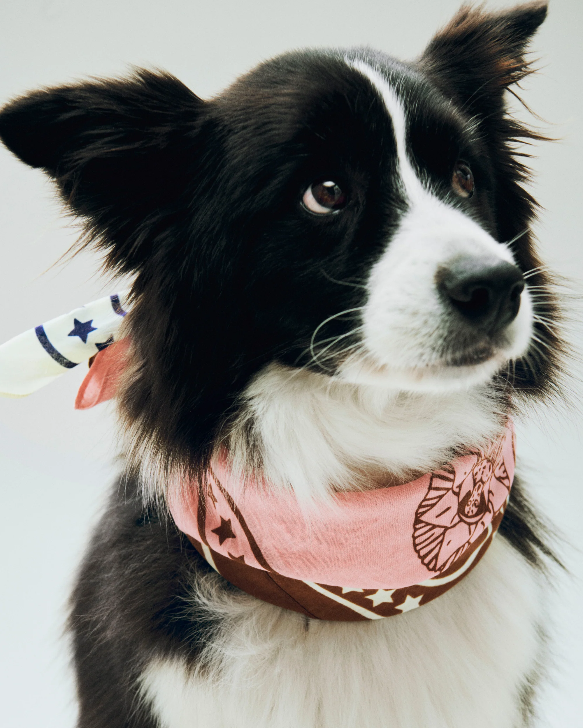 Dog Scarf - Pink - Image 2