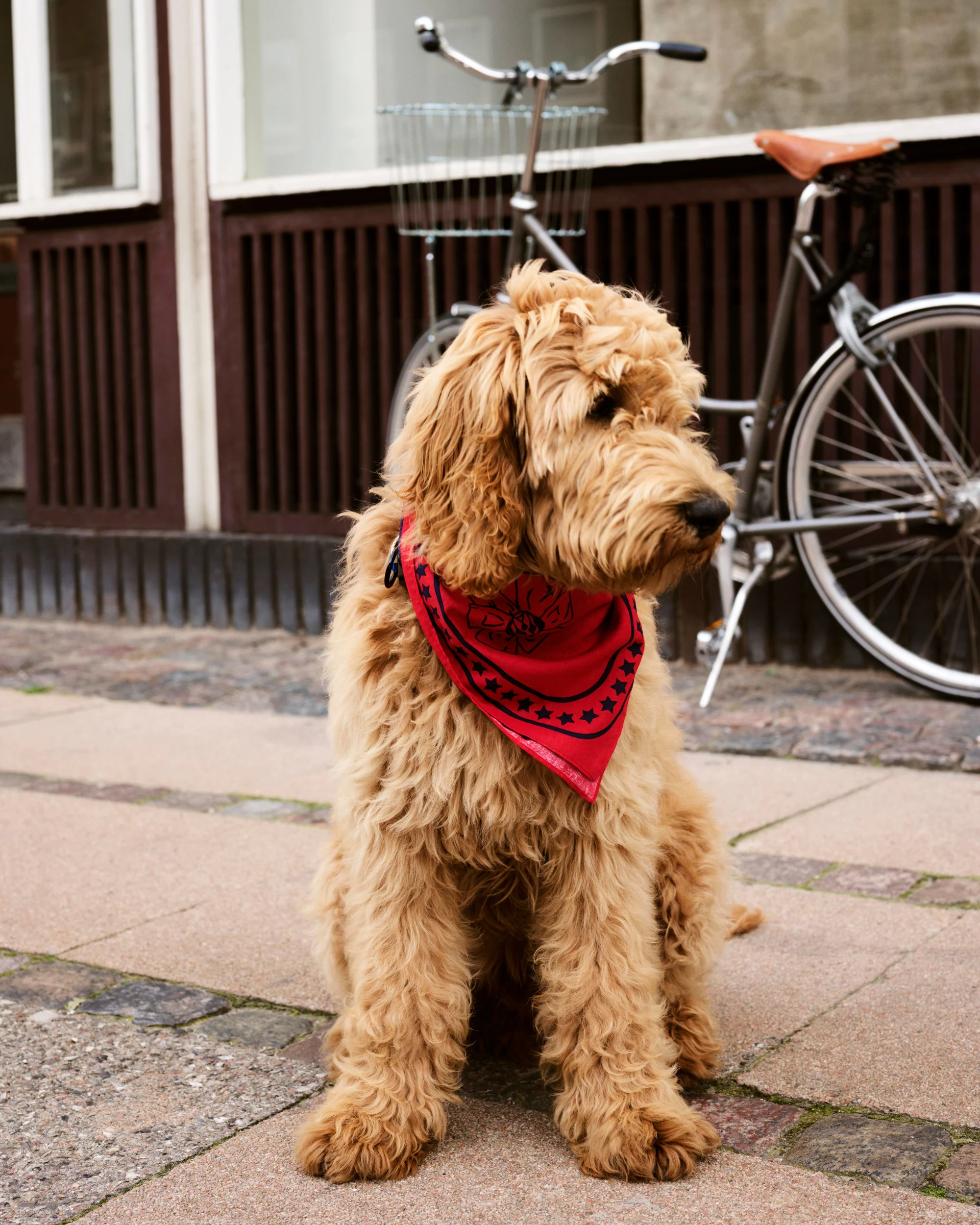 Dog Scarf - Red - Image 2