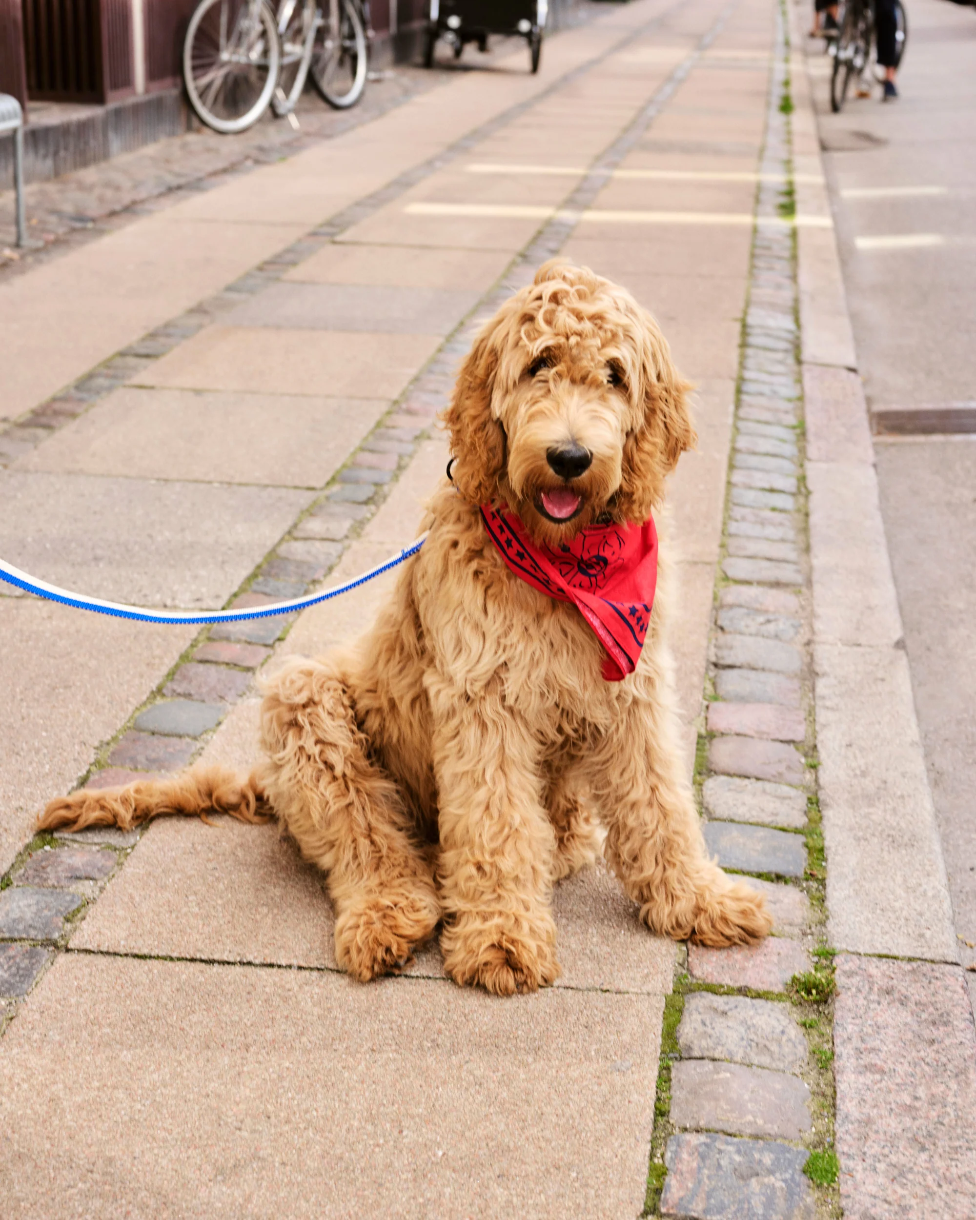 Dog Scarf - Red - Image 3