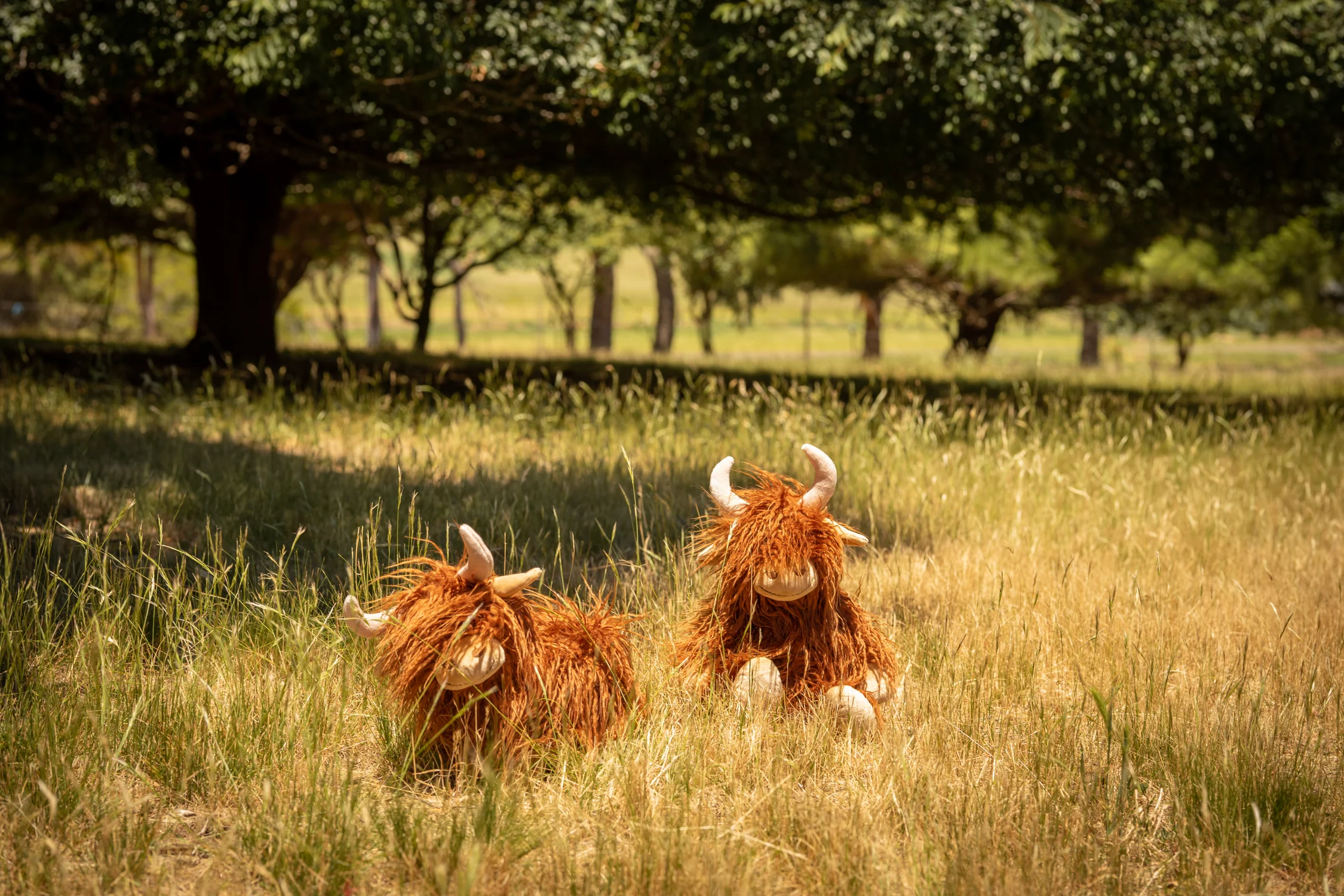 Henry the Highland Cow - Image 3