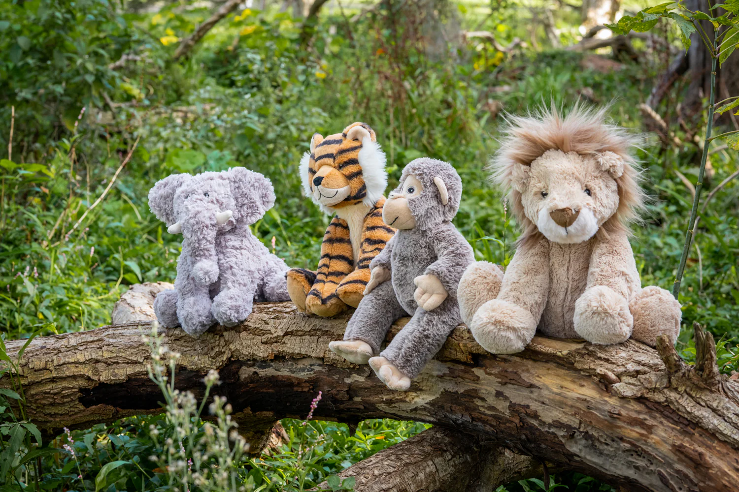 Lewis the Lion - Image 4
