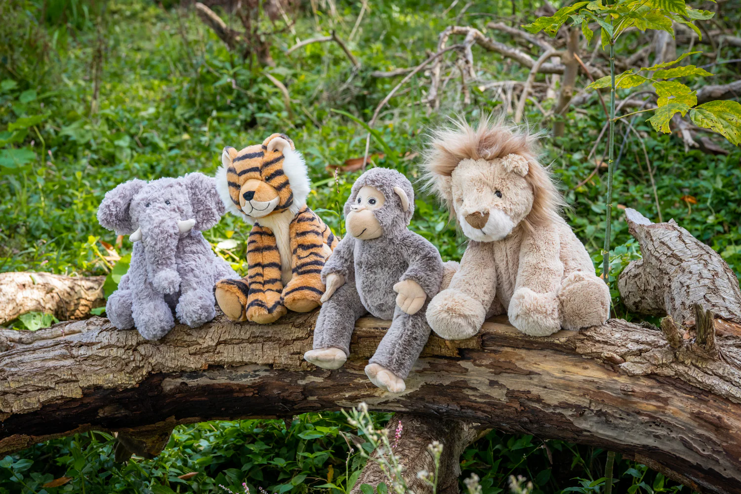 Lewis the Lion - Image 5