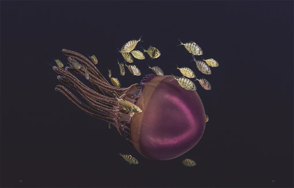 Wild Ocean - Image 6